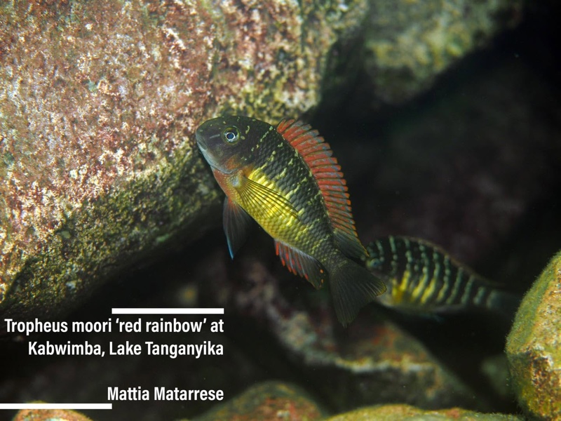 Tropheus moorii 'Kambwimba'